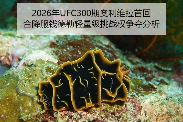 nian-qi-ao-li-wei-la-shou-hui-he-xiang-fu-qian-de-lei-qing-liang-ji-tiao-zhan-quan-zheng-duo-fen-xi-3-596.jpg